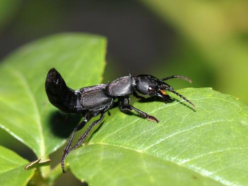 Réf. 191 402 : Ocypus olens